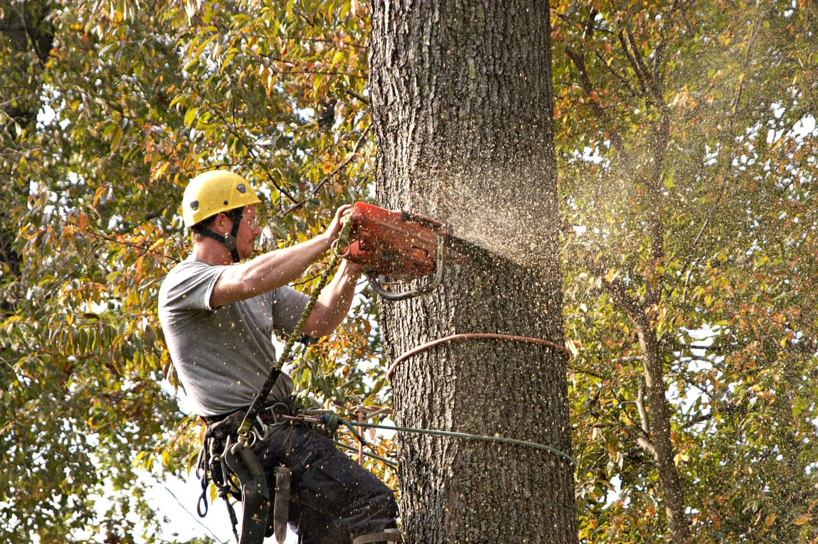 Completed tree and landscaping projects by Aubrey's Tree Service