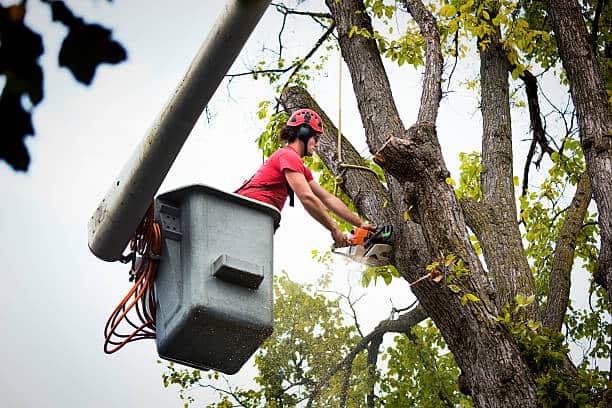 Tree removal